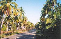 COCONUT GROVE/HUERTA, PLAYA LARGA, MEXICO