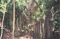 RAMBLING BANYAN TREE AT ISLA IXTAPA