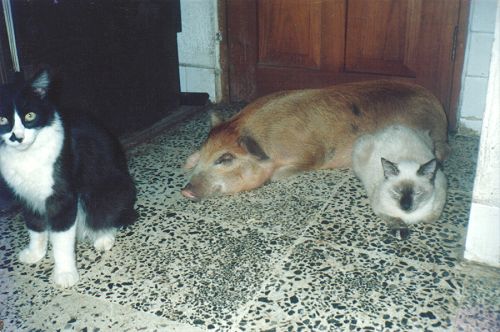 El cerdo quien se crey&oacute; perro