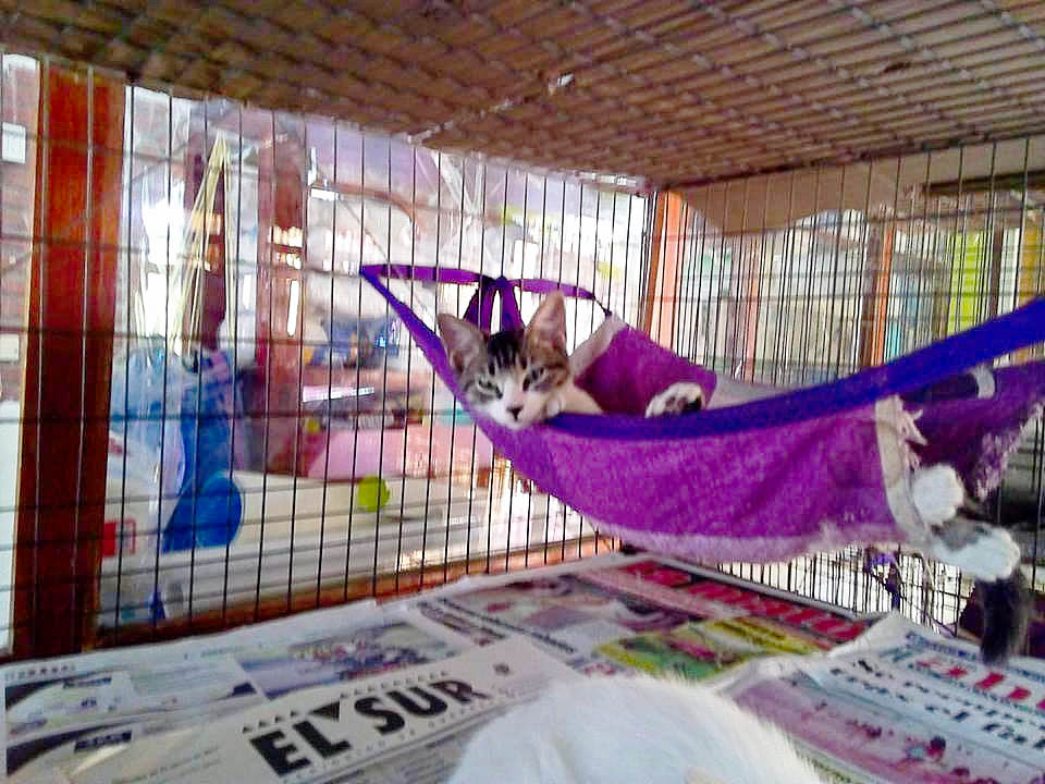 Esperando para ser adoptado