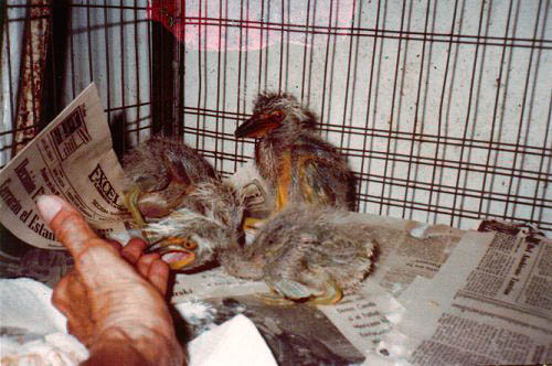 Polluelos de garzas hu&eacute;rfanos