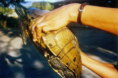 Tortuga de estero con el caparaz&oacute;n roto